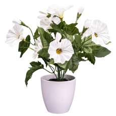 Petunia x9 Flowers, White, 28