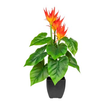 Guzmania x3, orange, ca. 58cm, in plastic pot black 12.5x12.5cm, 9 leaves, Real