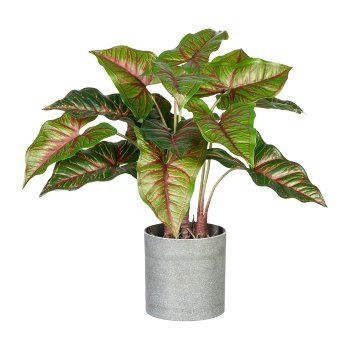 Taropflanze x4, 14 Blätter 40cm, grünrot, im Melamintopf 10,5x11cm grau, Kunststoff