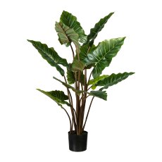 Taropflanze x14, ca 140cm, grün, im Kunststofftopf 20x17cm,schwarz, mit Erde