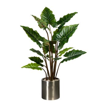 Taro Plant x14, ca. 140cm, green, in plastic pot 20x17cm,black, with Soil