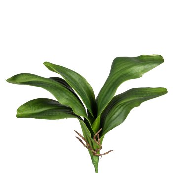 Orchid Leaves x5, 37cm, with Aerial Roots