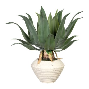 Agave americana, ca 45cm, grün, in Keramikschale 20x14cm, creme