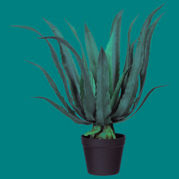 Agave Americana, ca. 60cm, green, in plastic pot 15x13cm