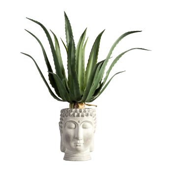 Agave Americana, ca. 60cm, green, in plastic pot 15x13cm