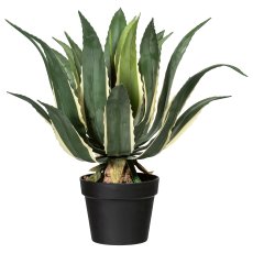 Agave Americana Variegata, ca. 55cm, green-yellow, in plastic pot 17x14cm