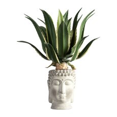 Agave Americana Variegata, ca. 55cm, green-yellow, in plastic pot 17x14cm