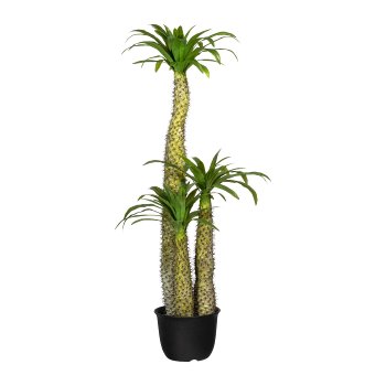 Pachypodium x3, ca. 170cm, Green, In Plastic Pot 32x23cm