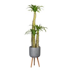 Pachypodium x3, ca. 170cm, Green, In Plastic Pot 32x23cm