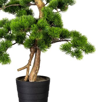 Bonsai Pine ca. 60x40cm, in plastic pot 13.5x15cm black, plastic