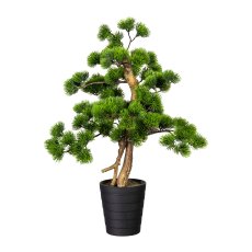 Bonsai Pine ca. 60x40cm, in plastic pot 13.5x15cm black, plastic