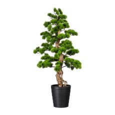 Bonsai Pine ca. 110x50cm, in plastic pot 21x23cm black, plastic