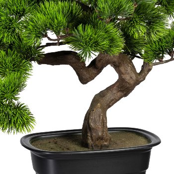 Bonsai Kiefer ca 40x40cm, in Kunststoffschale 22x15x6cm, schwarz, Kunststoff