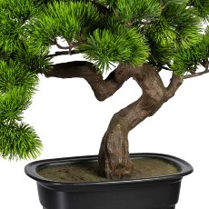 Bonsai Kiefer ca 40x40cm, in Kunststoffschale 22x15x6cm, schwarz, Kunststoff