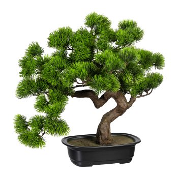 Bonsai Kiefer ca 40x40cm, in Kunststoffschale 22x15x6cm, schwarz, Kunststoff