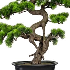 Bonsai Pine ca. 65x50cm, In plastic bowl 27x19x4cm, black, plastic