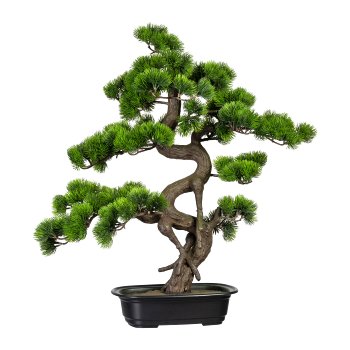 Bonsai Pine ca. 65x50cm, In plastic bowl 27x19x4cm, black, plastic