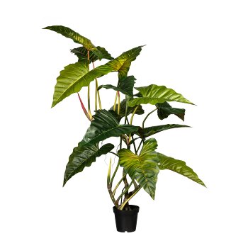 Taro Plant x14, ca. 175cm, green, in plastic pot 25x21cm,black, with Soil