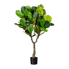 Ficus lyrata ,grün ca 130cm,