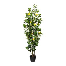 Lemon Tree, ca. 150 cm, 9