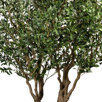 Olive Tree, green ca. 240cm, with Fruits, in plastic pot 28x23cm, Pu Trunk, 12 Branches