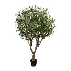 Olive Tree ,Green ca. 240 cm,