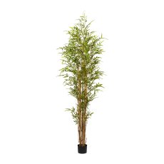Bamboo x 8, ca. 210 cm Green,