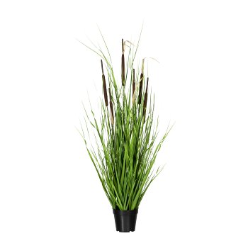 Grass Bush with Reed-Butt x6, ca. 120cm, In Pot 13x15cm