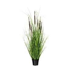 Grass Bush with Reed-Butt x6, ca. 120cm, In Pot 13x15cm