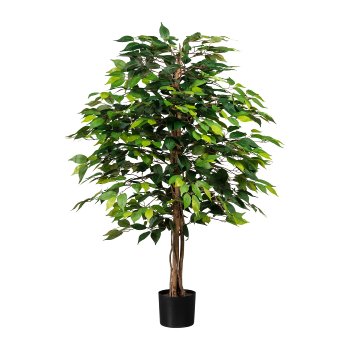 Ficus Benjamini, 120cm, grün, Naturstamm,1260 Bl., im Topf 15x13cm