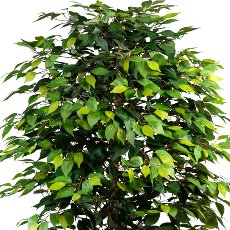 Ficus Benjamini, 150cm, green, natural Trunk, 1764 leaves, in pot 15x13cm