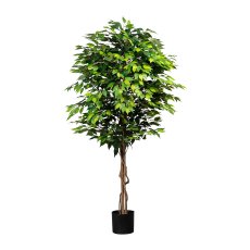 Ficus Benjamini, 180cm, green, natural Trunk, 2016 leaves, in pot 15x13cm