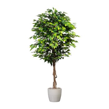 Ficus Benjamini, 180cm, grün, Naturstamm,2016 Bl., im Topf 15x13cm