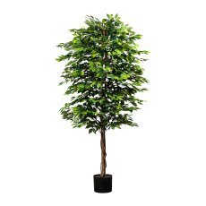 Ficus Benjamini, 210cm, green, natural Trunk, 2268 leaves, in pot 20x17cm