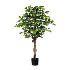 Ficus Benj., 120cm green, 630 leaves, natural Trunk, in pot 14.5x12.5cm