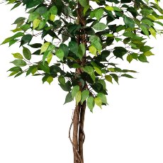 Ficus Benj., 150cm grün, 840 Bl., Naturstamm, im Topf 16x14cm