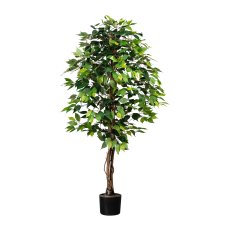 Ficus Benj., 150cm green, 840 leaves, natural Trunk, in pot 16x14cm