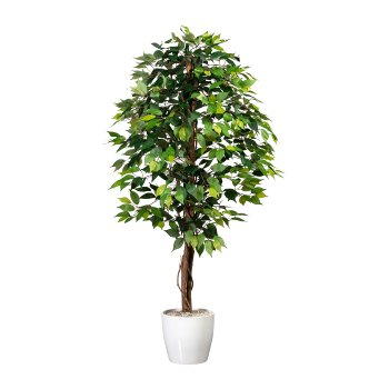 Ficus Benj., 150cm green, 840 leaves, natural Trunk, in pot 16x14cm