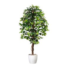 Ficus Benj., 150cm green, 840 leaves, natural Trunk, in pot 16x14cm