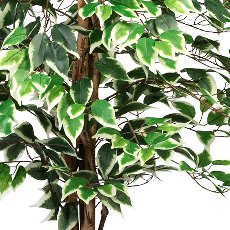 Ficus Benj., 150cm grünweiß, 840 Bl., Naturstamm, im Topf 16x14cm