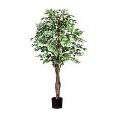Ficus Benj., 150cm green-white, 840 leaves, natural Trunk, in pot 16x14cm