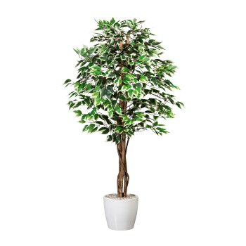 Ficus Benj., 150cm grünweiß, 840 Bl., Naturstamm, im Topf 16x14cm