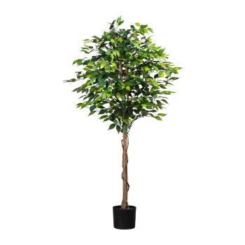 Ficus Benj., 180cm grün, 1008 Bl., Naturstamm, im Topf 16x14cm