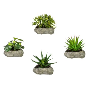 Sukkulenten, 4fa.so., 12-15cm, im Steintopf 12x6cm