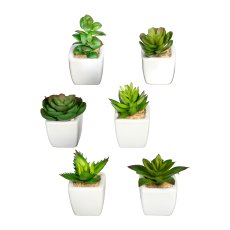Mini Succulents, 6 Assorted, 8-10cm, Green, In Ceramic Pot 5x4,5cm, with Gravel,