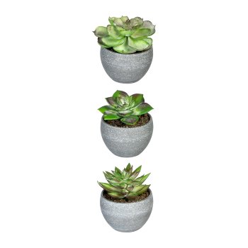 Succulents, 3 assorted, ca. 9cm, green-Red, In Melamine Pot Grey 7.5x6cm