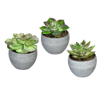 Succulents, 3 assorted, ca. 9cm, green-Red, In Melamine Pot Grey 7.5x6cm