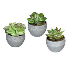 Succulents, 3 ass., ca. 9cm, green-Red, In Melamin Pot Grey 7,5x6cm