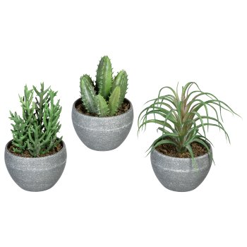 Succulents, 3 assorted, ca. 14-16cm, green-Grey, In Melamine Pot Grey 9x6.5cm