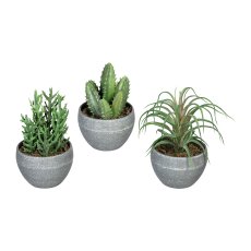 Succulents, 3 asst., ca. 14-16